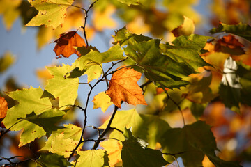 Colorful foliage in the autumn forest. Autumn leaves sky background. Autumn trees leaves in beautiful color.