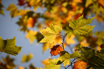 Colorful foliage in the autumn forest. Autumn leaves sky background. Autumn trees leaves in beautiful color.