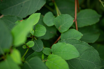 Zielone liście tło