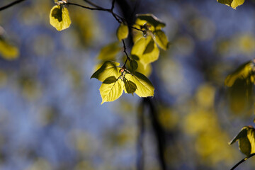 Colorful foliage in the autumn forest. Autumn leaves sky background. Autumn trees leaves in beautiful color.