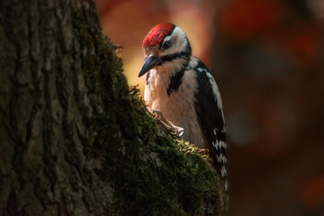 Great spotted woodpecker in autumn in the park - obrazy, fototapety, plakaty