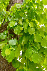 Leaves of tree foliage (bear nut) (Corylus colurna L.)