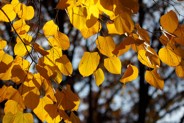 Colorful foliage in the autumn forest. Autumn leaves sky background. Autumn trees leaves in beautiful color.