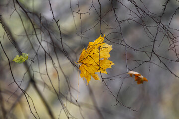 Colorful foliage in the autumn forest. Autumn leaves sky background. Autumn trees leaves in beautiful color.