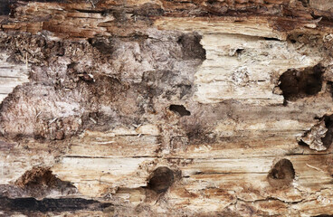 Rooten wood texture. Old crack tree background