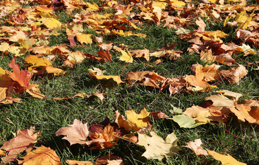 autumn yellow leaves on green grass