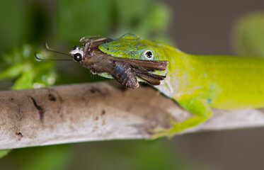 Lagarto cazando