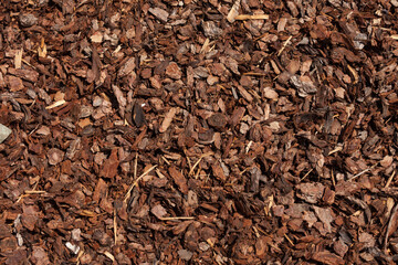 cut pine bark inside an Italian forest