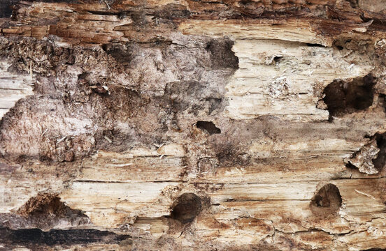 Rooten wood texture. Old crack tree background