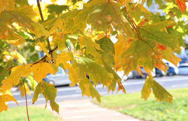 yellow maple leaves on a sunny day in the city