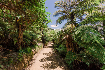 Footpath through tree ferns in New Zealand