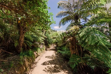 Foto op Plexiglas Voetpad door boomvarens in Nieuw-Zeeland © amelie