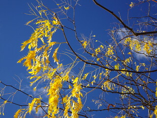 Herbst Impressionen - Amerikanische Gleditschie - Lederhülsenbaum - Honigdorn