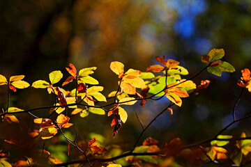 Colorful foliage in the autumn forest. Autumn leaves sky background. Autumn trees leaves in beautiful color.
