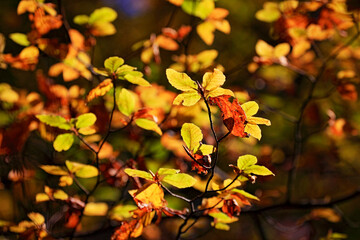 Colorful foliage in the autumn forest. Autumn leaves sky background. Autumn trees leaves in beautiful color.