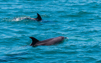 Pair of dolphins in Bay of Islands, New Zealand