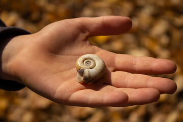 Snail shell on a child's hand