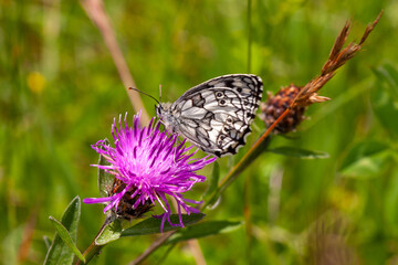 Schachbrettfalter auf Distel
