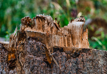 Holzsplitter