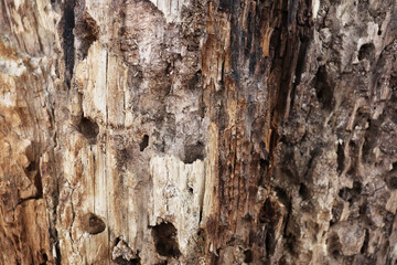Old cracked and scratched rotten wood