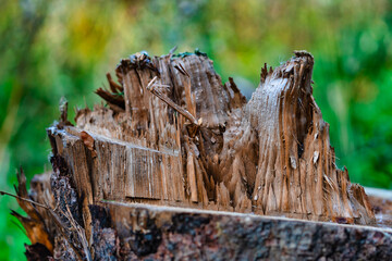 Holzsplitter