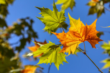 Colorful foliage in the autumn forest. Autumn leaves sky background. Autumn trees leaves in beautiful color.