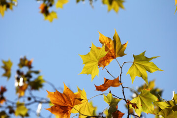 Colorful foliage in the autumn forest. Autumn leaves sky background. Autumn trees leaves in beautiful color.