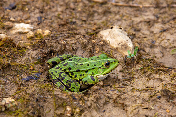 Teichfrosch