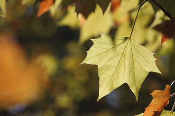 Colorful foliage in the autumn forest. Autumn leaves sky background. Autumn trees leaves in beautiful color.