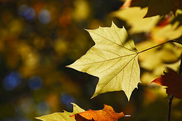 Colorful foliage in the autumn forest. Autumn leaves sky background. Autumn trees leaves in beautiful color.