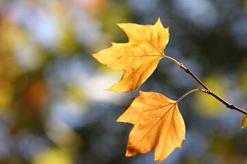 Colorful foliage in the autumn forest. Autumn leaves sky background. Autumn trees leaves in beautiful color.