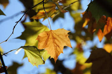 Colorful foliage in the autumn forest. Autumn leaves sky background. Autumn trees leaves in beautiful color.