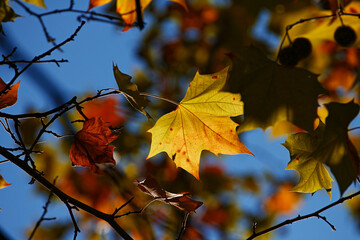 Colorful foliage in the autumn forest. Autumn leaves sky background. Autumn trees leaves in beautiful color.