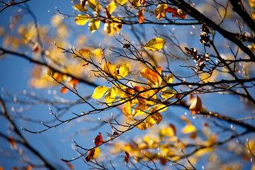 Colorful foliage in the autumn forest. Autumn leaves sky background. Autumn trees leaves in beautiful color.