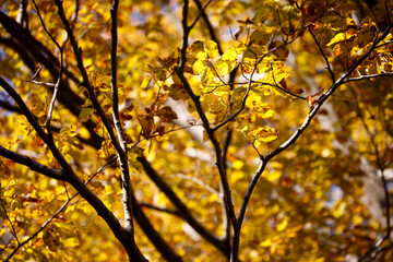 Naklejka na ściany i meble Colorful foliage in the autumn forest. Autumn leaves sky background. Autumn trees leaves in beautiful color.