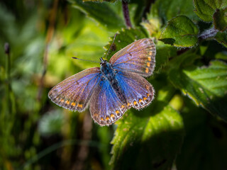 Silver Studded Blue Butterfly. This species (Plebejus argus) is named for the shiny bluish or greenish scales in  the centre of he spots around the edge of the wing.  This is the female.