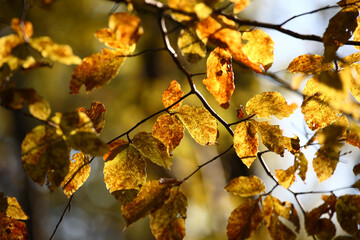 Colorful foliage in the autumn forest. Autumn leaves sky background. Autumn trees leaves in beautiful color.