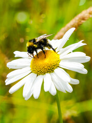 bumble bee sucks flower nectar from daisies
