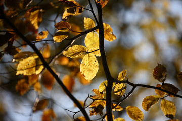 Colorful foliage in the autumn forest. Autumn leaves sky background. Autumn trees leaves in beautiful color.