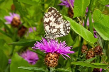 Schachbrettfalter auf Distel