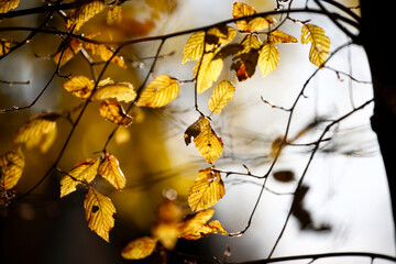 Colorful foliage in the autumn forest. Autumn leaves sky background. Autumn trees leaves in beautiful color.