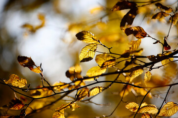 Colorful foliage in the autumn forest. Autumn leaves sky background. Autumn trees leaves in beautiful color.
