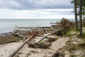 Fototapeta na wymiar storm broken trees on the baltic sea coast