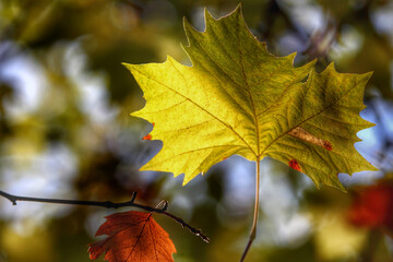 Colorful foliage in the autumn forest. Autumn leaves sky background. Autumn trees leaves in beautiful color.