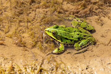 Teichfrosch