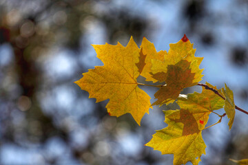 Colorful foliage in the autumn forest. Autumn leaves sky background. Autumn trees leaves in beautiful color.