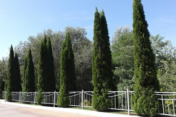 Green tall thuja trees and silver willow in the Park. Hedgerow.
