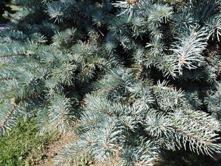 Branches of blue and green spruce. Coniferous needles.