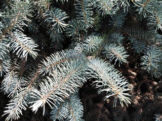Branches of blue and green spruce. Coniferous needles.