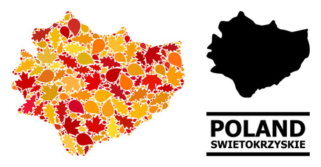 Obraz premium Mosaic autumn leaves and solid map of Swietokrzyskie Province. Vector map of Swietokrzyskie Province is made from random autumn maple and oak leaves. Abstract territory plan in bright gold, red,
